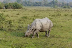 One-horned rhinoceros, Kaziranga