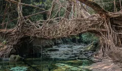 Living root bridge, Meghalaya