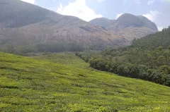 Tea gardens of Munnar