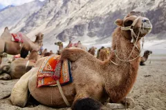 Bactrian camels on the dunes of Hunder, Nubra