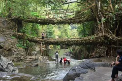 Double-decker living root bridge, Nongriat
