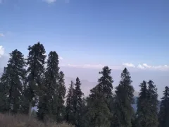 Deodar trees on the hills of Mussoorie