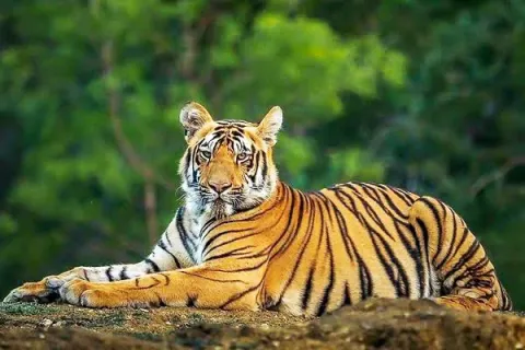 Sundarban Tour from Kolkata (2 Nights / 3 Days) – photo 2