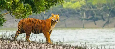 Sundarban Tour from Kolkata (2 Nights / 3 Days) – photo 5