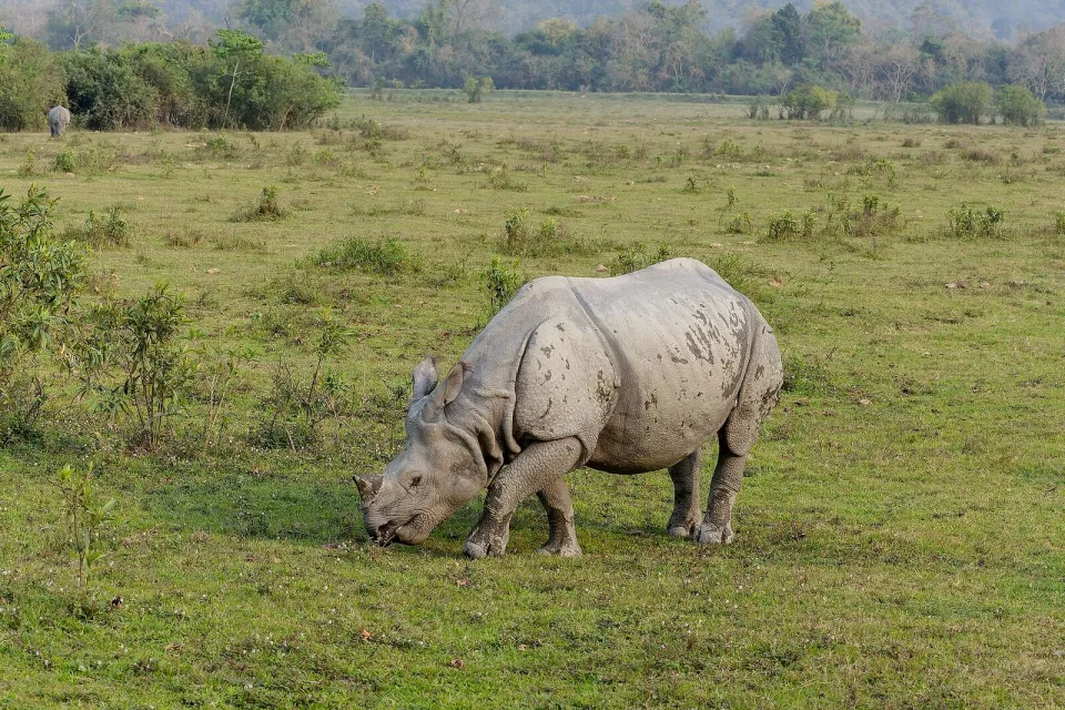 A one-horned rhinoceros grazing on the grassland of Kaziranga National Park