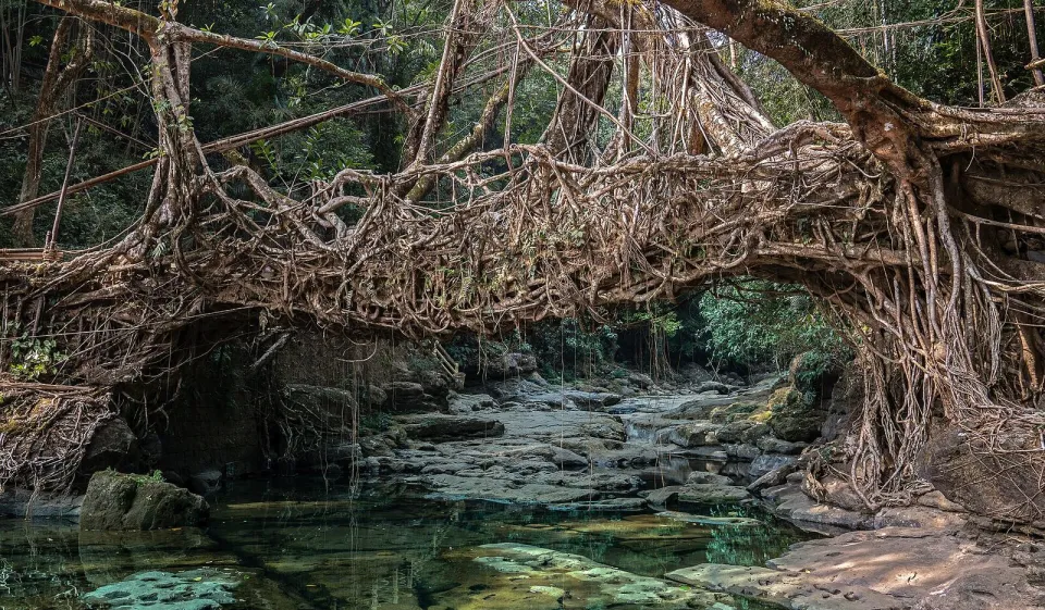 A living root bridge of rubber-tree roots over a clear stream in Meghalaya