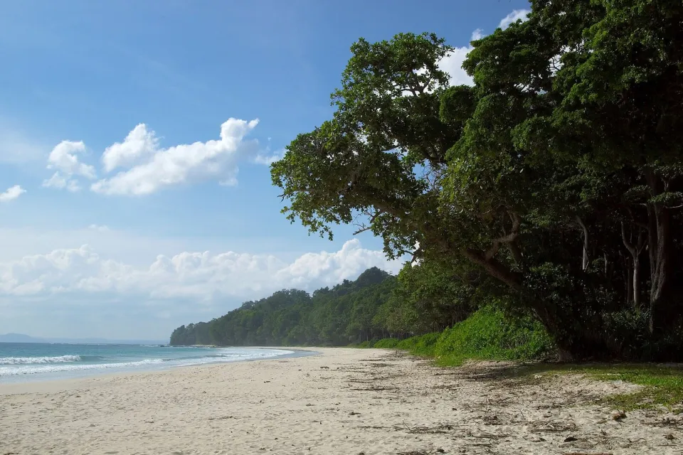 Radhanagar Beach on Havelock Island, white sand under tall forest trees