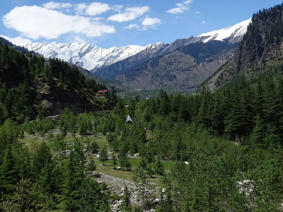 Pine forest and snow-capped peaks in the valley at Manali