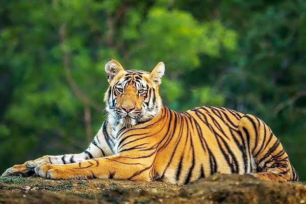 🏡 Day 3: Morning Leisure & Return to Kolkata